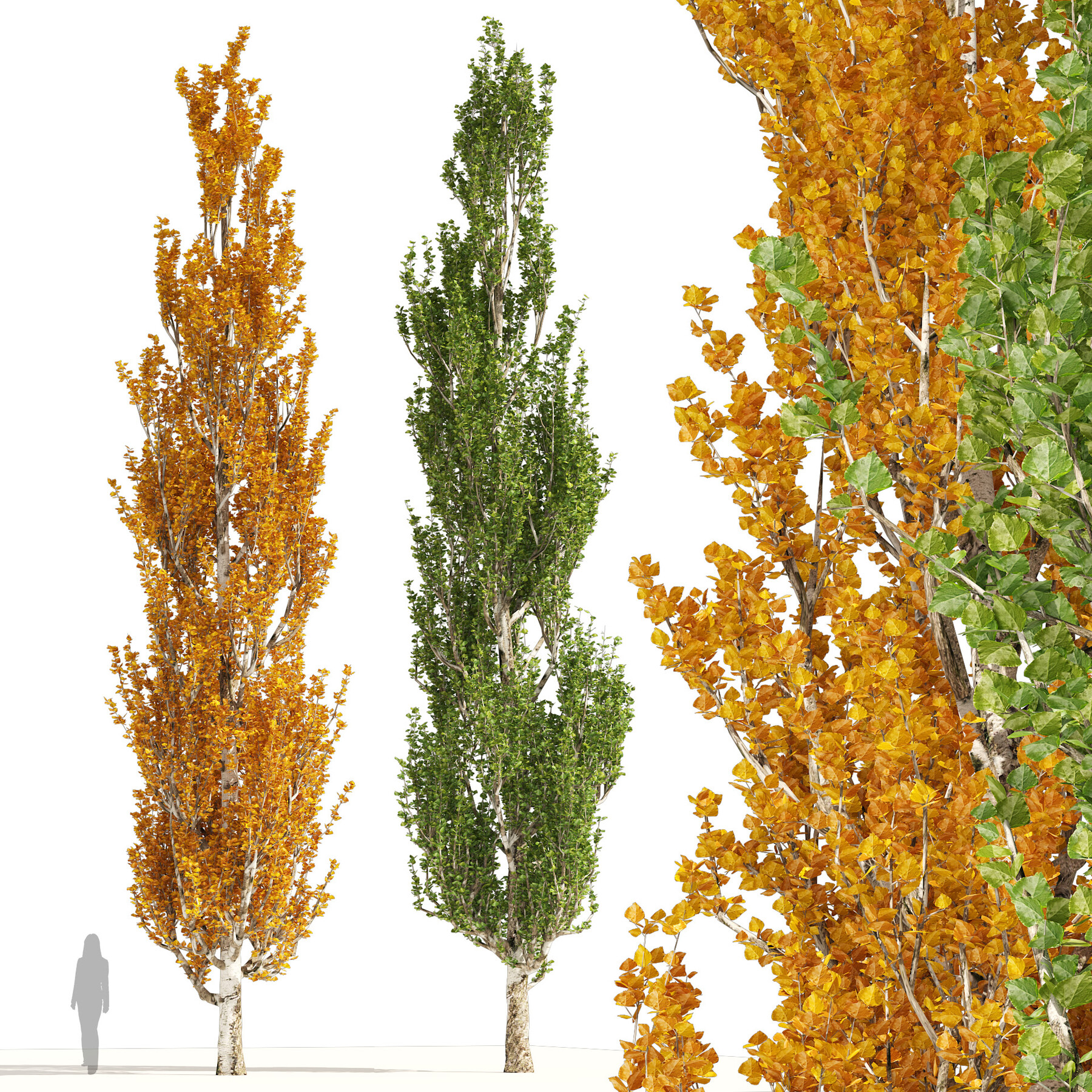 ArtStation - Summer and Autumn Lombardy poplar trees | Resources