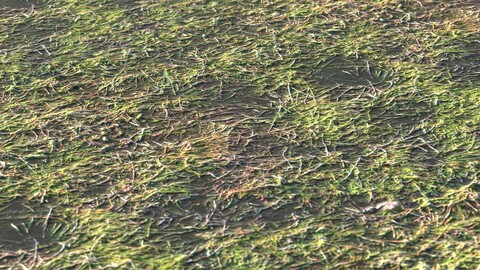 Grass 29 PBR Material