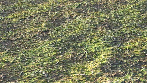 Grass 30 PBR Material