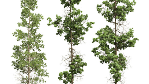 Chamaecyparis Thyoides and Pinus Palustris
