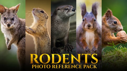 Rodents -Photo Reference Pack For Artists 178 JPEGs