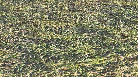 Grass 33 PBR Material