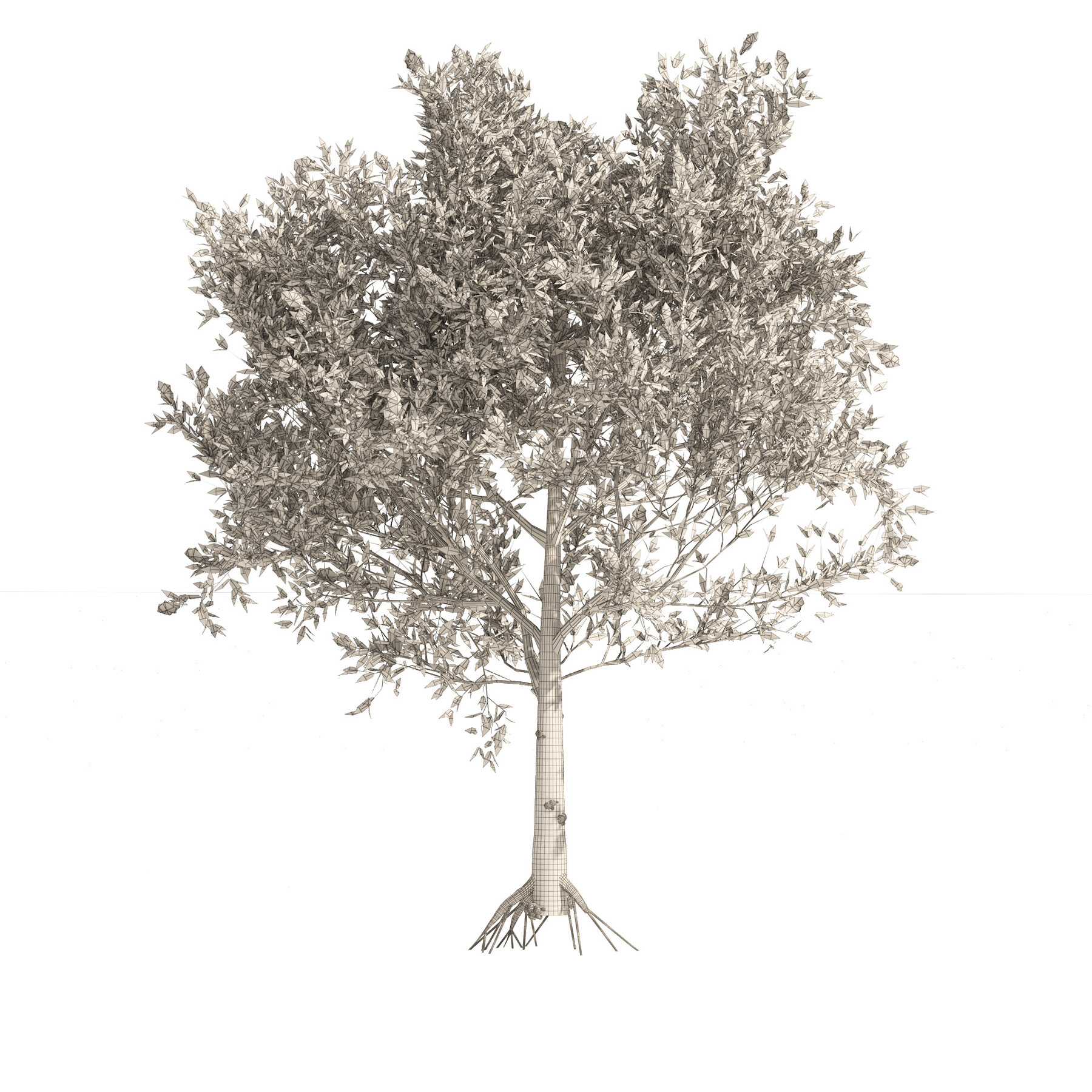 greek olive tree drawing