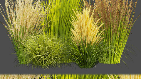 Collection plant vol 383 - grass - outdoor Switchgrass - Northwind - blender - 3dmax - cinema 4d