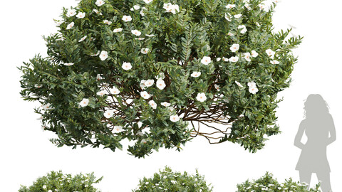 Cistus Albidus Zistrose Flower Bush White