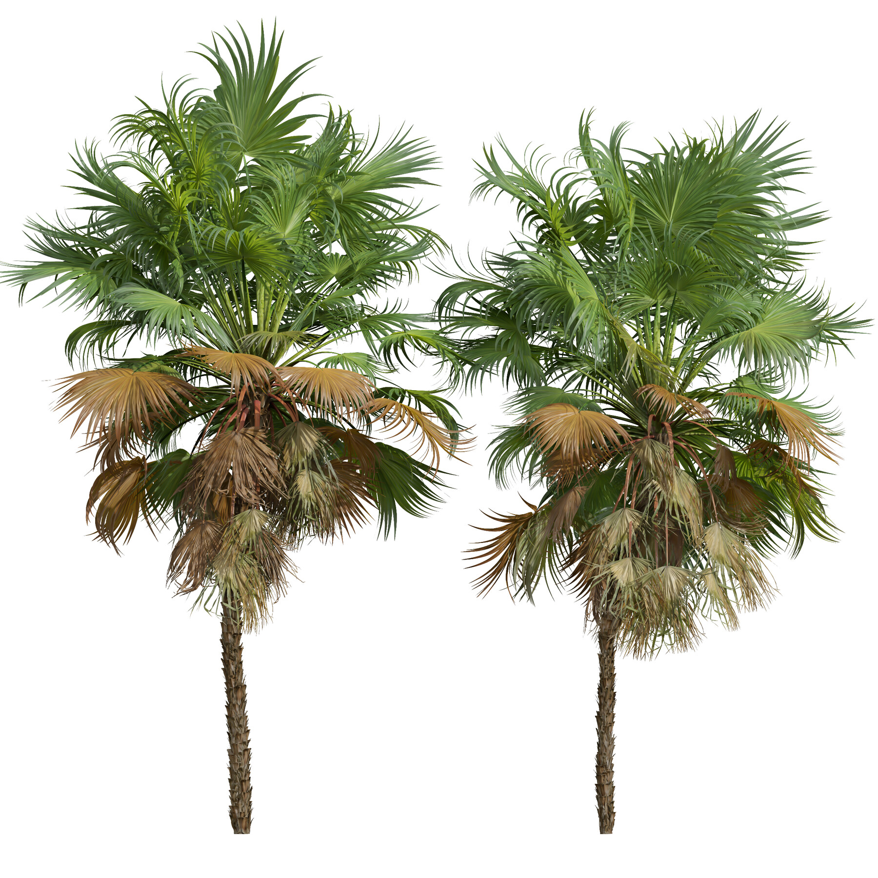 a-type-of-small-palm-tree-that-usually-grows-by-the-roadside-stock