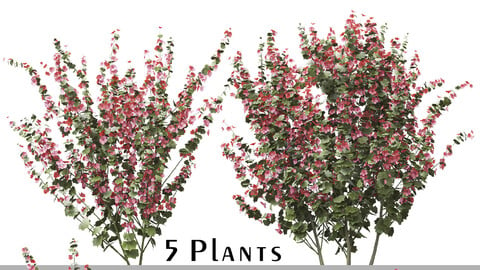 Set of Lavatera Cachemiriana Plant (Lavatera) (5 Plants) ( 3Ds MAX - Blender - Cinema4D - FBX - OBJ )