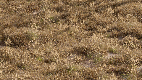 Meadow Lawn Grassland(dry and desert meadow)set 013