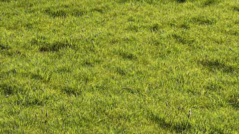 Meadow Lawn Grassland Set 010