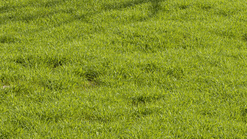 Meadow Lawn Grassland Set 014