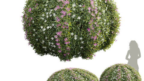 New Plant Cuphea Hookeriana Carthagenensis Decorative01 Bush