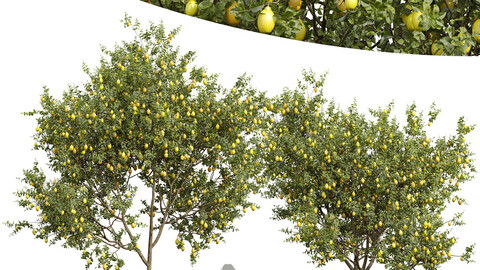 New Plant High detail Citrus Meyer Lemon Orange