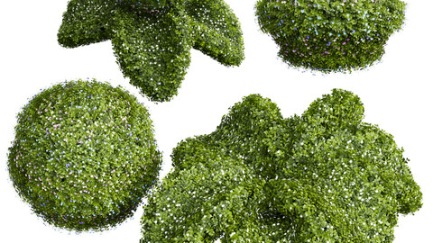 New Plant Bacopa Diffusa Sutera Decorative02