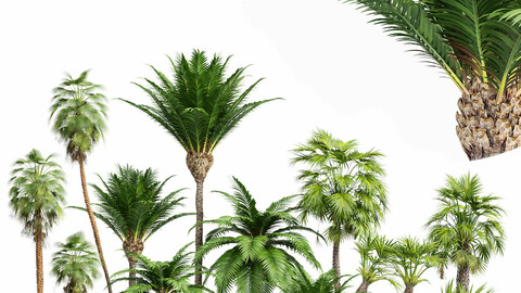 Mexican Fan Palm and Canary Island Date Palm and Sabal Palmetto Cabbage Palm-14 trees