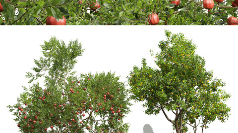 Punica Granatum Pomegranate-Prunus Salicina Plum Pflaume Fruit tree