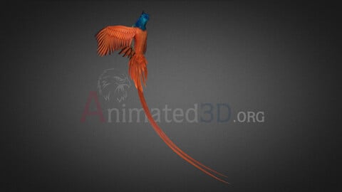 Pheasant Bird-Acrobatic