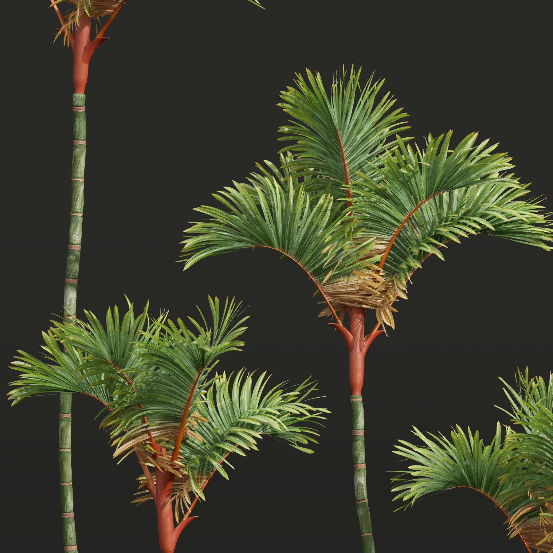 ArtStation Cyrtostachys Renda Small 5Tree Resources