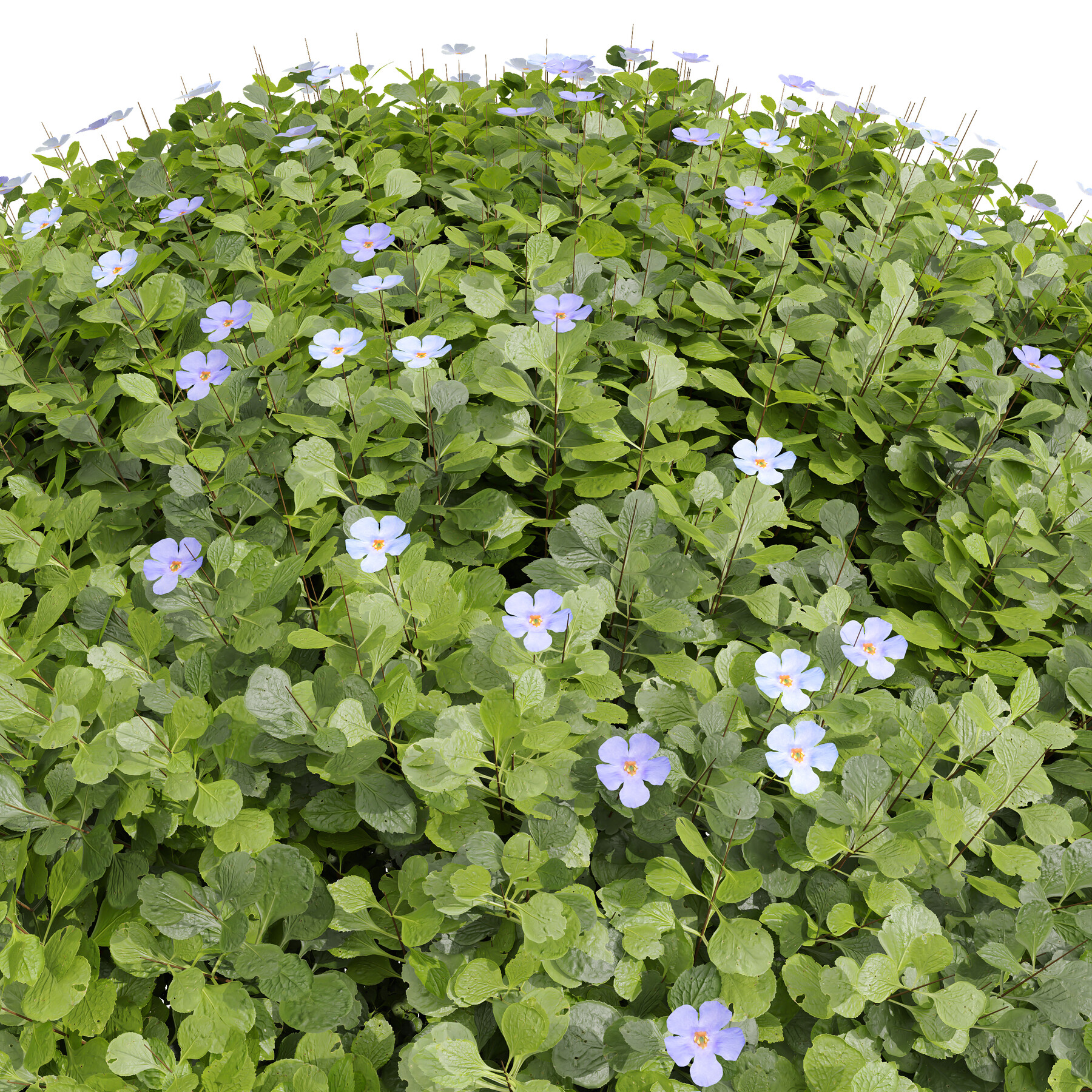 Bacopa Ground Cover