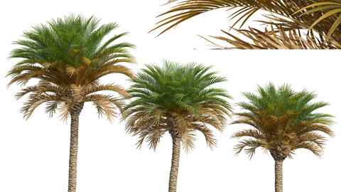 Phoenix Canariensis Medium 3 Trees