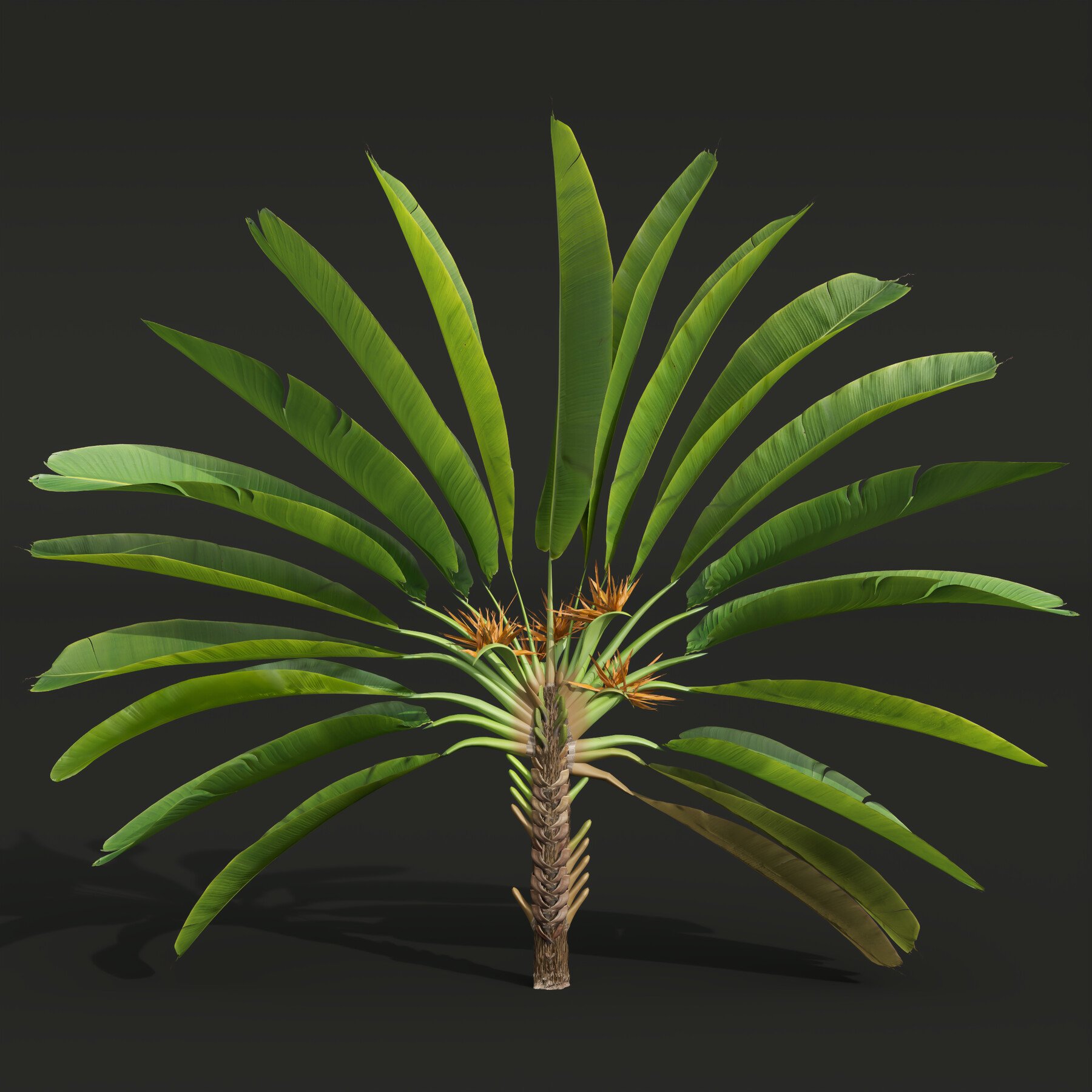 ArtStation - New Plant High detail Strelitzia Nicolai Medium | Resources