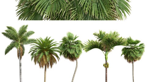 Borassus Flabellifer - Catechu - Roystonea Regia - Phoenix Canariensis - 5 differend trees