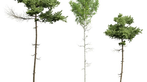 Pinus Echinata and Populus Tremuloides