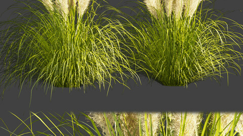 Collection plant vol 385 - grass - outdoor - foliage - blender - 3dmax - cinema 4d