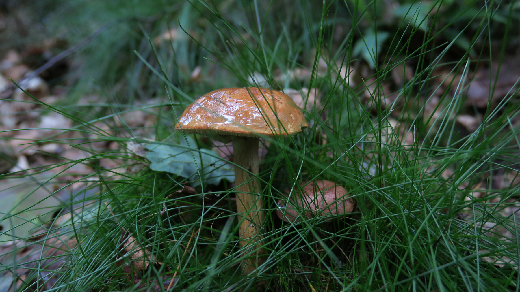 ArtStation - British Fungi Photo Reference Pack | Resources