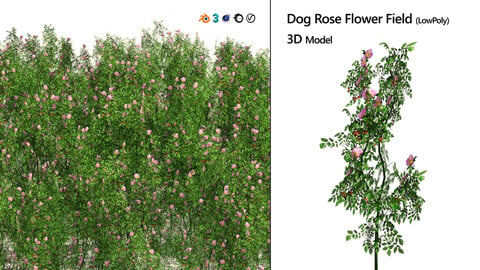 Dog Rose Flower Meadow