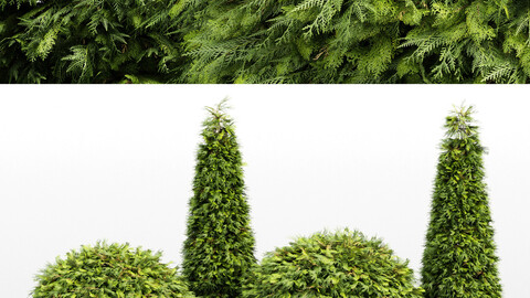 Evergreen Shrubs - Golden Globe Dwarf Thuja