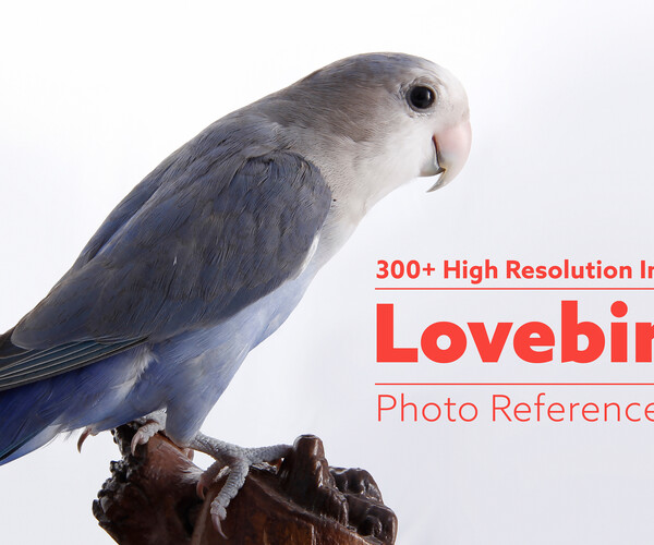 ArtStation 300+ high resolution images of a lovebird family of six