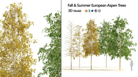 Fall green and winter quaking aspen trees
