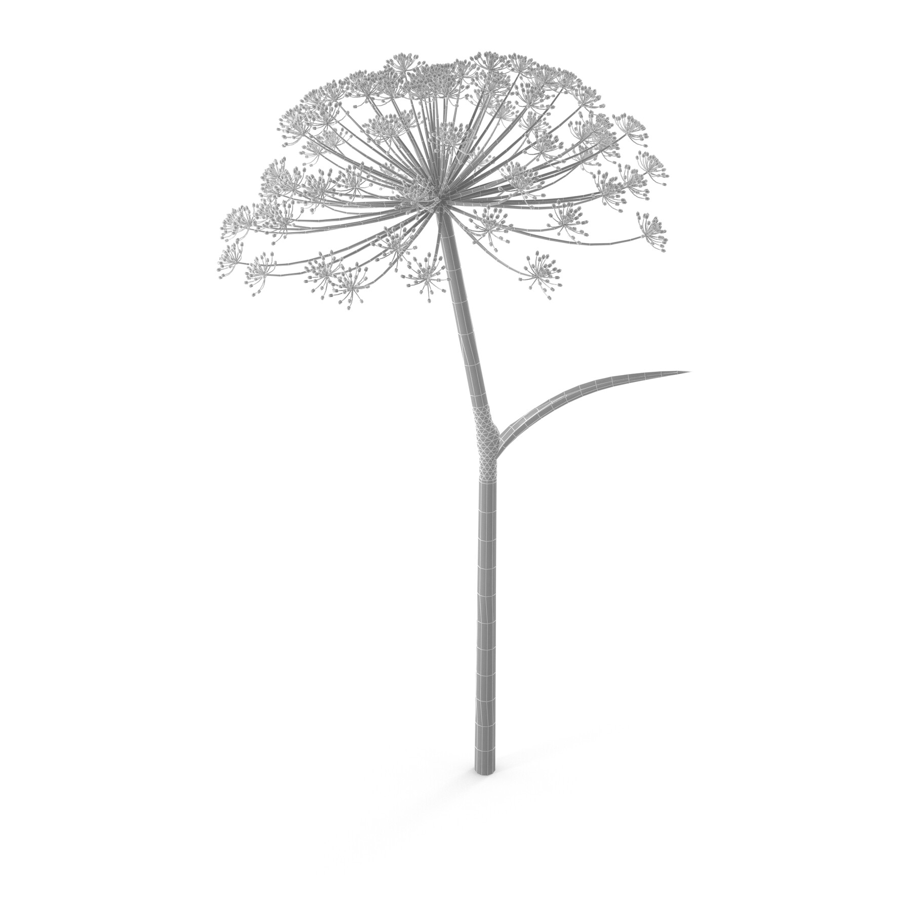 ArtStation Dill flower Resources