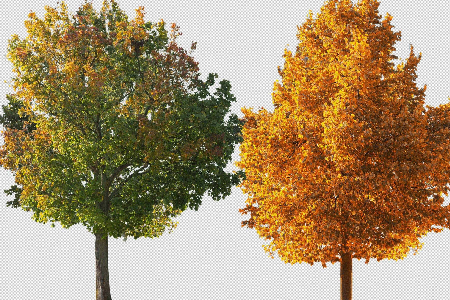 ArtStation - 100 Autumn trees isolated PNG transparent, Digital tree ...