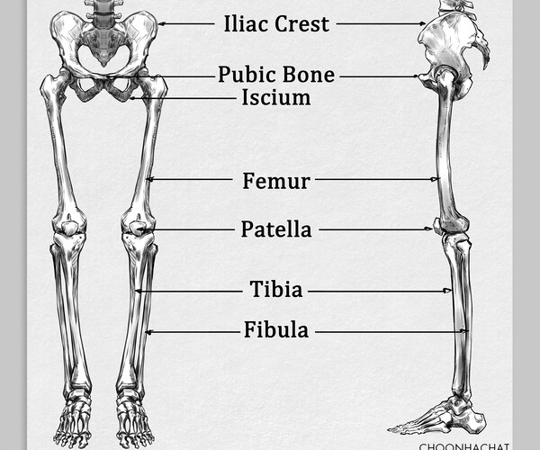 ArtStation - Choonhachat Anatomy Pack - Basic Anatomy Every Artist ...