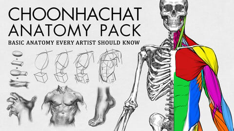 Choonhachat Anatomy Pack - Basic Anatomy Every Artist Should Know