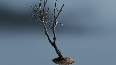 scantree01