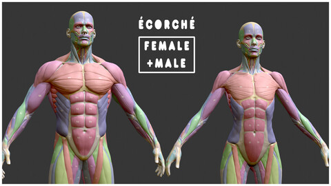 Écorché Musclenames Female & Male Anatomy