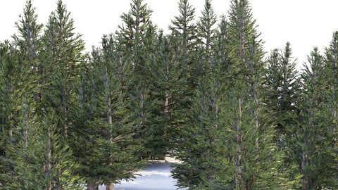 Norway spruce forest trees