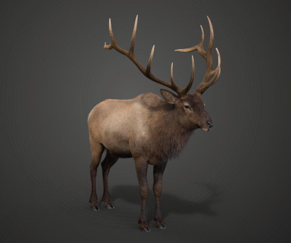 ArtStation - Male Elk Animated | VFX Grace | Game Assets