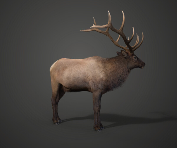 ArtStation - Male Elk Animated | VFX Grace | Game Assets