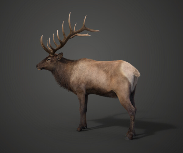 ArtStation - Male Elk Animated | VFX Grace | Game Assets