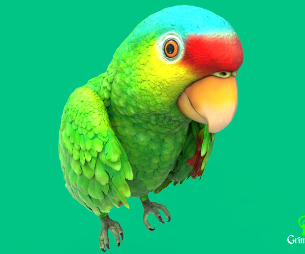 ArtStation - Red-lored parrot | Resources