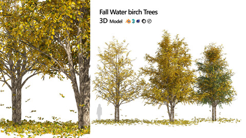 Fall Water birch Trees