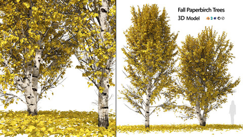 Fall Paper birch Trees
