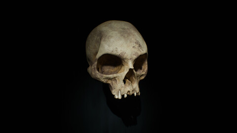 Human skull 3d model Low-poly 3D model