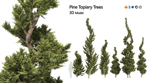 6 Juniper topiary trees