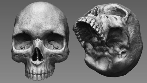 Human Realistic Skull | High Poly