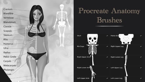Procreate Brushes Skeleton Anatomy Stamps