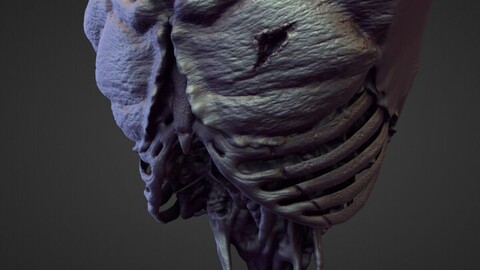 TORSO31 high poly sculpt